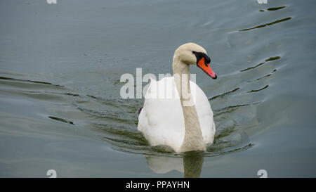 Swan nuotare nel lago. Foto Stock