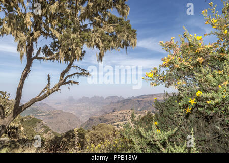 Simiens National Park, Etiopia. Flora / alberi che mostra il lichen Foto Stock