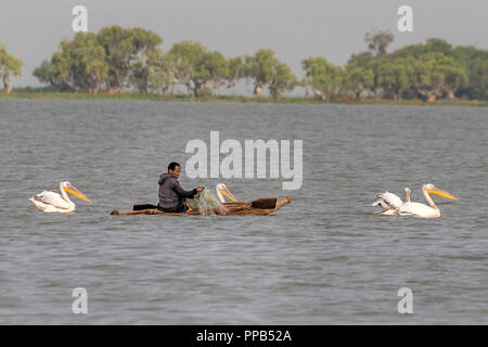 Pescatore in barca di papiro con Great White Pelican, Pelecanus onocrotalus, aka bianco orientale Pelican, pelican ottimistico o White Pelican, Lago Tana, Bahir Foto Stock