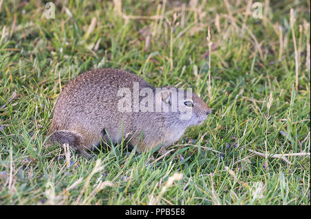 Uinta scoiattolo di terra (Urocitellus armatus) nativi a ovest America Foto Stock