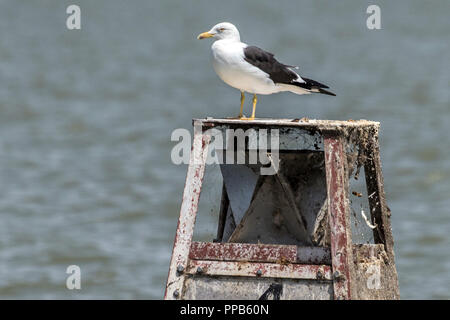 Lesser black-backed gull (Larus fuscus) su una boa, Lago Tana, Bahir Dar, Etiopia Foto Stock