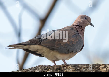 Ridendo colomba (Spilopelia senegalensis), Aka ridere tortora, palm colomba e Senegal Colomba, lago Tana, Bahir Dar, Etiopia Foto Stock