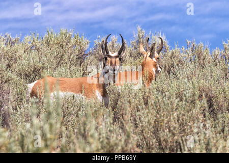 Due pronghori maschili nel cespuglio di salvia al Parco Nazionale di Yellowstone Foto Stock