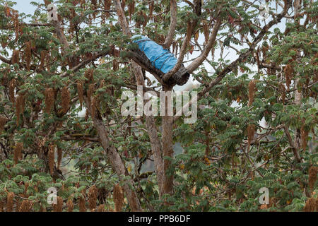 Wild honeybee Beehive nell'albero canopy, montagne di balle, Etiopia Foto Stock