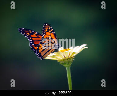 Una farfalla monarca visita una zinnia fiore in estate Foto Stock