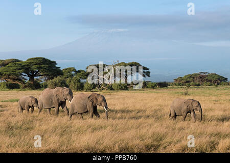 L'elefante africano (Loxodonta africana) nella parte anteriore del Kilimanjaro, Amboseli National Park, Kenya Foto Stock