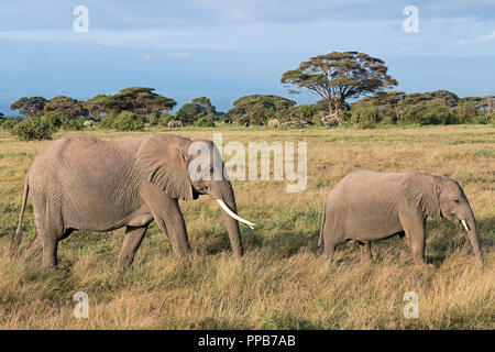 L'elefante africano (Loxodonta africana), elefante mucca con la giovane animale, Amboseli National Park, Kenya Foto Stock