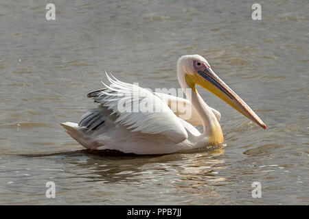 Great White Pelican,(Pelecanus onocrotalus) aka il bianco orientale pelican, pelican ottimistico o white pelican, Lago Ziway, Etiopia Foto Stock
