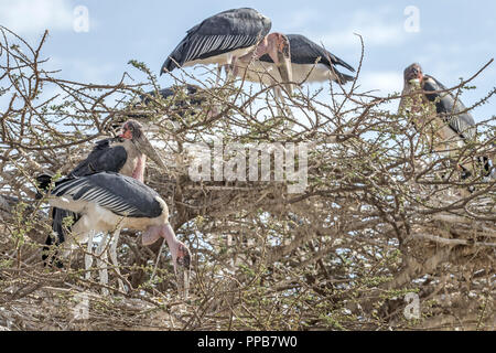 Marabou stork, Leptoptilos crumenifer, a roost in Acacia, Lago Ziway, Etiopia Foto Stock