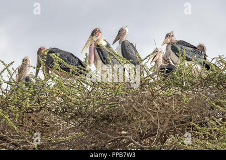 Marabou stork, Leptoptilos crumenifer, a roost in Acacia, Lago Ziway, Etiopia Foto Stock