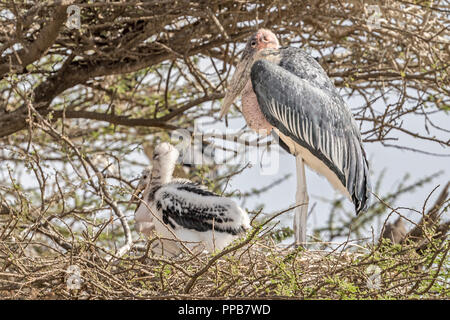 Marabou stork, Leptoptilos crumenifer, a roost in Acacia, Lago Ziway, Etiopia Foto Stock