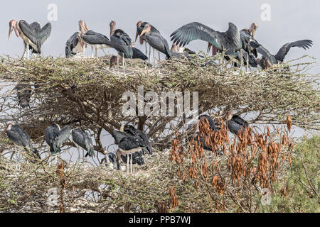 Marabou stork, Leptoptilos crumenifer, a roost in Acacia, Lago Ziway, Etiopia Foto Stock