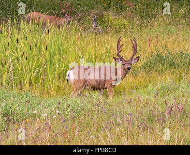 Mule Deer bucks alimentando in erba alta presso il Parco Nazionale di Yellowstone Foto Stock