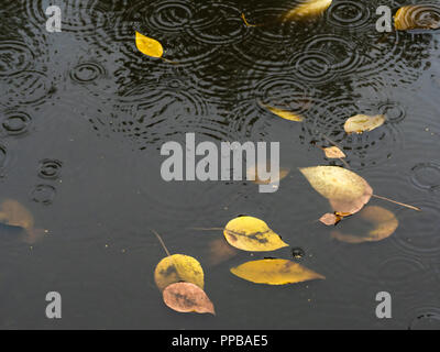 Floating foglie gialle nella pozzanghera sporca sulla strada in autunno la pioggia Foto Stock