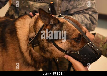 Zsander, un certificato di rilevazione di esplosivi e patrol canine, riceve una routine checkup durante la sua visita vet Agosto 15, 2018 su base aerea di Vandenberg, California Zsander, un bambino di sette anni Malinois belga, è stato assegnato a Vandenberg's K-9 sezione dal marzo 2018. Egli ha sostenuto quattro U.S. Il servizio segreto missioni che coinvolgono il presidente e il Vice Presidente durante le visite in California. Foto Stock