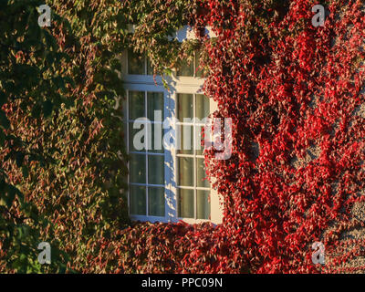 Londra REGNO UNITO. Il 25 settembre 2018. Meteo REGNO UNITO: una casa a Wimbledon con foglie di vite bagnata dal sole del mattino iniziano a credito di colore: amer ghazzal/Alamy Live News Foto Stock