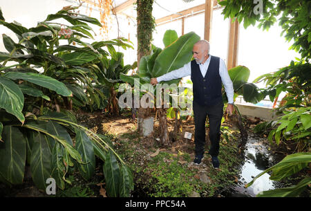 14 settembre 2018, Meclemburgo-Pomerania, Luebow: Ditmar Schmidt, Managing Director e co-fondatore dell'associazione Solarinitiative Meclemburgopomerania occidentale, sorge accanto a piante di banana in una serra del futuro. In un impianto pilota che è stato costruito con vetro speciale, le condizioni ambientali desiderato in ogni caso possono essere creati in modo indipendente del clima. L'iniziativa solare Mecklenburg Vorpommern celebra il suo quindicesimo anniversario in questi giorni. (A dpa 'Solarinitiative MV: ananas e banane sono maturi") Foto: Bernd Wüstneck/dpa-Zentralbild/dpa Foto Stock