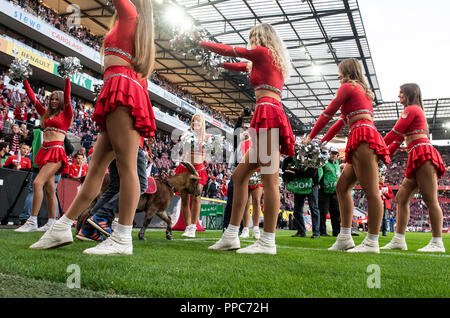 Il 25 settembre 2018, della Renania settentrionale-Vestfalia, Colonia: Calcio: Seconda Bundesliga, 1° FC Colonia - FC Ingolstadt 04, settima giornata in RheinEnergie Stadium. Cheerleaders salutare Colonia mascotte del caprone 'Hennes'. Foto: Bernd Thissen/dpa - WICHTIGER HINWEIS: Gemäß den Vorgaben der DFL Deutsche Fußball Liga bzw. des DFB Deutscher Fußball-Bund ist es untersagt, in dem Stadion und/oder vom Spiel angefertigte Fotoaufnahmen in forma von Sequenzbildern und/oder videoähnlichen Fotostrecken zu verwerten bzw. verwerten zu lassen. Foto Stock