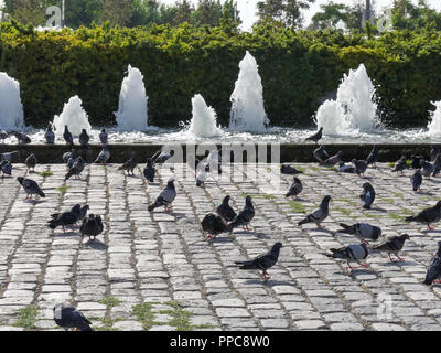 Piccioni al parco della città di Izmir, Turchia Foto Stock