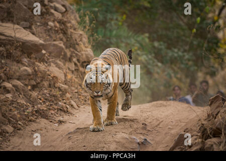 Una tigre maschio sulla passeggiata in una serata presso il Parco nazionale di Ranthambore Foto Stock