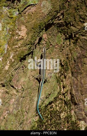 Una sega-tailed Lizard ​(Holaspis guentheri) scalata di un tronco di albero di giorno in Bobiri riserva forestale, Ghana, Africa occidentale Foto Stock