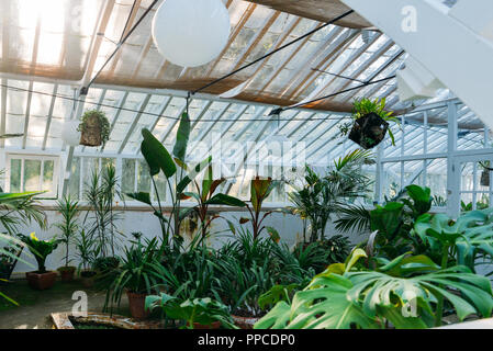 Piante tropicali in una serra presso il giardino botanico. Foto Stock