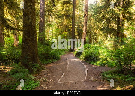 Sentiero escursionistico nella Hoh Rainforest o Foresta, Parco Nazionale di Olympic o penisola, nello stato di Washington, USA. Foto Stock