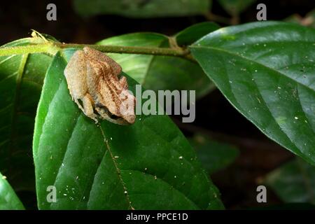 Una rana squeaker (Arthroleptis sp.) su una foglia di notte in Bobiri riserva forestale, Ghana, Africa occidentale Foto Stock