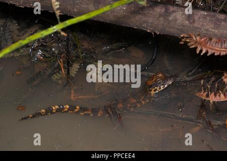 Un bambino di coccodrilli nani ​(Osteolaemus tetraspis) in un stagno poco profondo nella gamma Atewa riserva forestale, Ghana, Africa occidentale Foto Stock