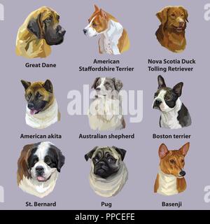 Set di vettore colorati ritratti di razze di cani ( American Staffordshire Terrier, Nova Scotia Duck Tolling recuperare, Boston Terrier, Australian sefer Illustrazione Vettoriale