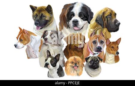 Set di vettore colorati ritratti di razze di cani Pekingese, Pitbull, Basenji, Boston Terrier, pastore australiano, Alano, Akita Americano, Pug isola Illustrazione Vettoriale