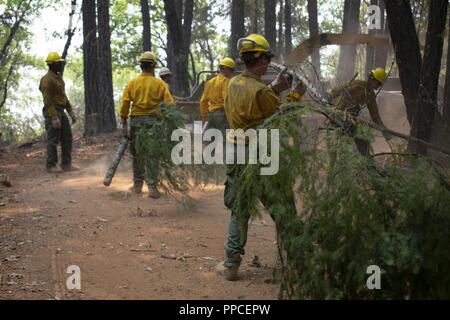 Task Force soldati robusto di stanza a base comune Lewis-Mccorda, nello Stato di Washington continua wildland fuoco gli sforzi di contenimento, Agosto 19, 2018 a Mendocino National Forest, California Il active-dovere equipaggio, supervisionato da due professionale pompiere equipaggio boss, è stato affidato il compito di pulizia spazzola fuori e gli arti dal bordo dell'area verde del complesso di Mendocino Fire per il supporto tra le agenzie nazionali Centro antincendio wildland sforzi di estinzione. Foto Stock