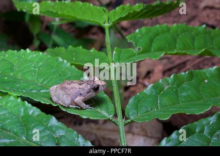 Una rana squeaker (Arthroleptis sp.) su una foglia di notte in Bobiri riserva forestale, Ghana, Africa occidentale Foto Stock