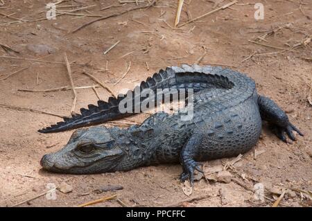 Un adulto coccodrillo Nana ​(Osteolaemus tetraspis) giacente su un percorso sterrato in Bobiri riserva forestale, Ghana, Africa occidentale Foto Stock