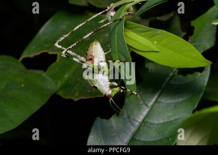 Una Ninfa katydid (Famiglia Tettigoniidae) nella foresta pluviale fogliame di notte nella gamma Atewa riserva forestale, Ghana, Africa occidentale Foto Stock