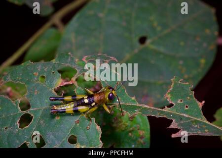 Un colorato grasshopper su una foglia di notte in Bobiri riserva forestale, Ghana, Africa occidentale Foto Stock
