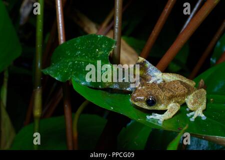 Un africano nido di schiuma (Rana Chiromantis rufescens) piatto su una foglia di notte nella gamma Atewa riserva forestale, Ghana, Africa occidentale Foto Stock