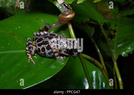 Una Costa d Avorio in esecuzione (Rana arboricola Kassina) e una visita va a passo di lumaca su una foglia di notte nella gamma Atewa riserva forestale, Ghana, Africa occidentale Foto Stock