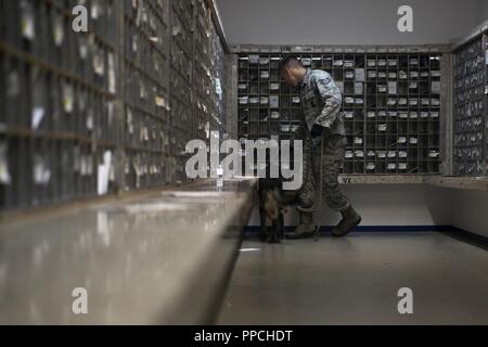 Stati Uniti Air Force Staff Sgt. La Giordania Leiter, 52nd forze di sicurezza militari squadrone cane da lavoro gestore, conduce alla formazione di rivelazione nell'ufficio postale a Spangdahlem Air Base, Germania, Agosto 28, 2018. Leiter ha portato Dirk, una MWD, circa la possibilità di apprendere come per la ricerca di ordigni esplosivi artigianali, armi e droga. Foto Stock