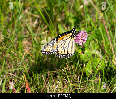 Coloratissima farfalla monarca (Danaus plexippus) alimentazione sul trifoglio fiori nel giardino speculatore, New York, NY USA Foto Stock