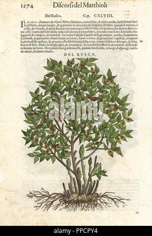 Macelleria-ginestra, Ruscus aculeatus. Handcolored woodblock print di Wolfgang Meyerpick dopo una illustrazione di Giorgio Liberale da Pietro Andrea Mattioli di discorsi di P.A. Matthioli ne i sei libri della materia Medicinale di Pedacio Dioscoride Anazarbeo (Commento sulla materia medica di Dioscoride), Vincenzo Valgrisi, Venezia, 1568. Foto Stock