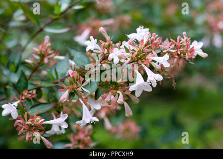 Abelia x grandiflora in fiore, nella tarda estate del Regno Unito Foto Stock