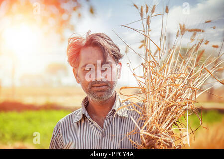 Un uomo indiano detiene un fresco raccolte bundle di grano sulla sua spalla, Haryana, India Foto Stock
