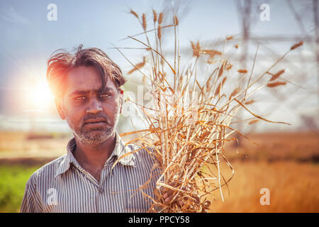 Un uomo indiano detiene un fresco raccolte bundle di grano sulla sua spalla, Haryana, India Foto Stock