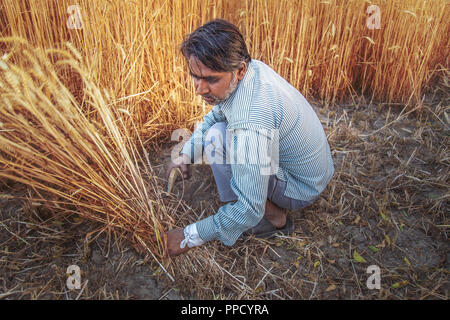 Indian uomo taglia il grano con la falce e poi stooking ; Haryana ; India Foto Stock