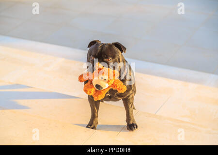 Nero staffordshire bull terrier cane in piedi sui gradini di pietra nel tardo pomeriggio di sole dorato tenendo un simpatico orsacchiotto nella sua bocca in attesa di giocare Foto Stock