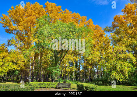 Accogliente angolo del Parco in autunno con panca in legno sotto vivaci e colorati di caduta di alberi - pittoresco paesaggio autunnale a calda giornata di sole di settembre Foto Stock