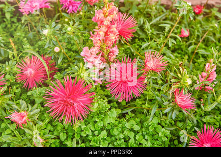 Rosa luminoso aster fiori su una foglia verde sullo sfondo Foto Stock