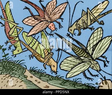 Il Vecchio Testamento. Piaghe d'Egitto. Flagello delle cavallette. Incisione del XVI secolo. Colorati. Foto Stock