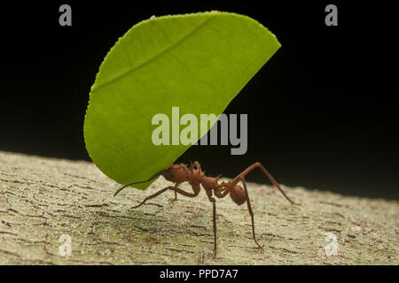 Una foglia di taglio (ant atta cephalotes) il trasporto di un segmento di taglio di una foglia torna al suo nido nella foresta amazzonica. Foto Stock